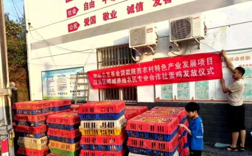 從都市回歸田園 安康80后大學生返鄉創業，蛋雞養殖成就年銷億元夢